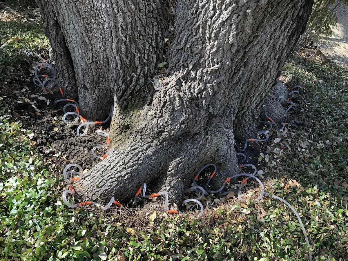 Detailed Tree Cabling and Bracing job site in South Seaville