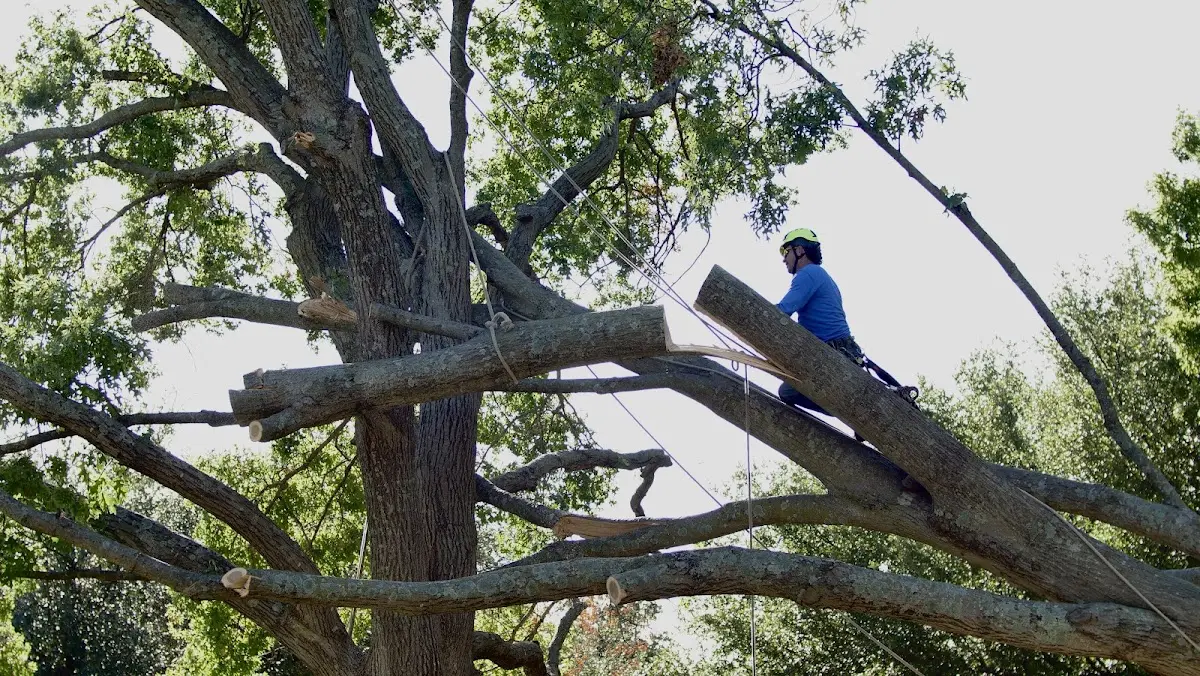 Professional Crown Thinning performed by certified arborists in South Seaville