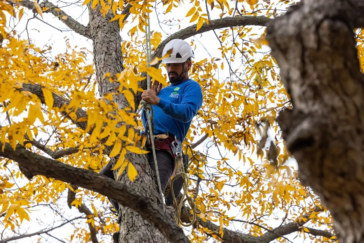Skilled Tree Pruning crew working in South Seaville